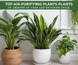 Air purifying plants