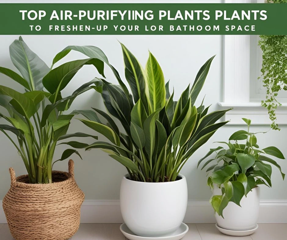 Air purifying plants