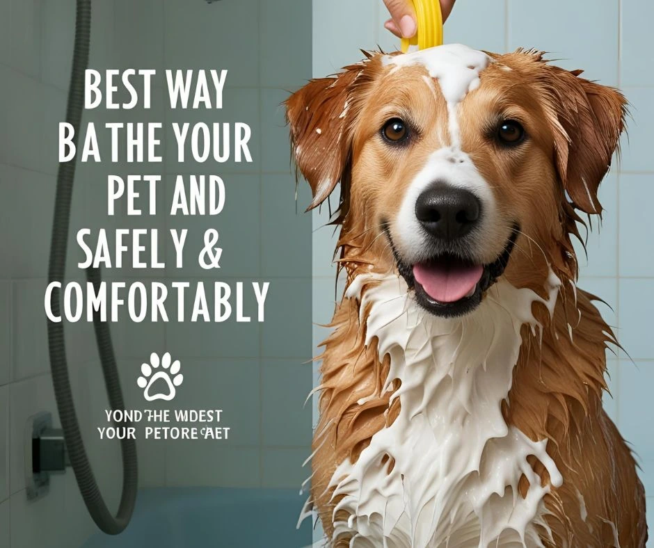Pet Safely